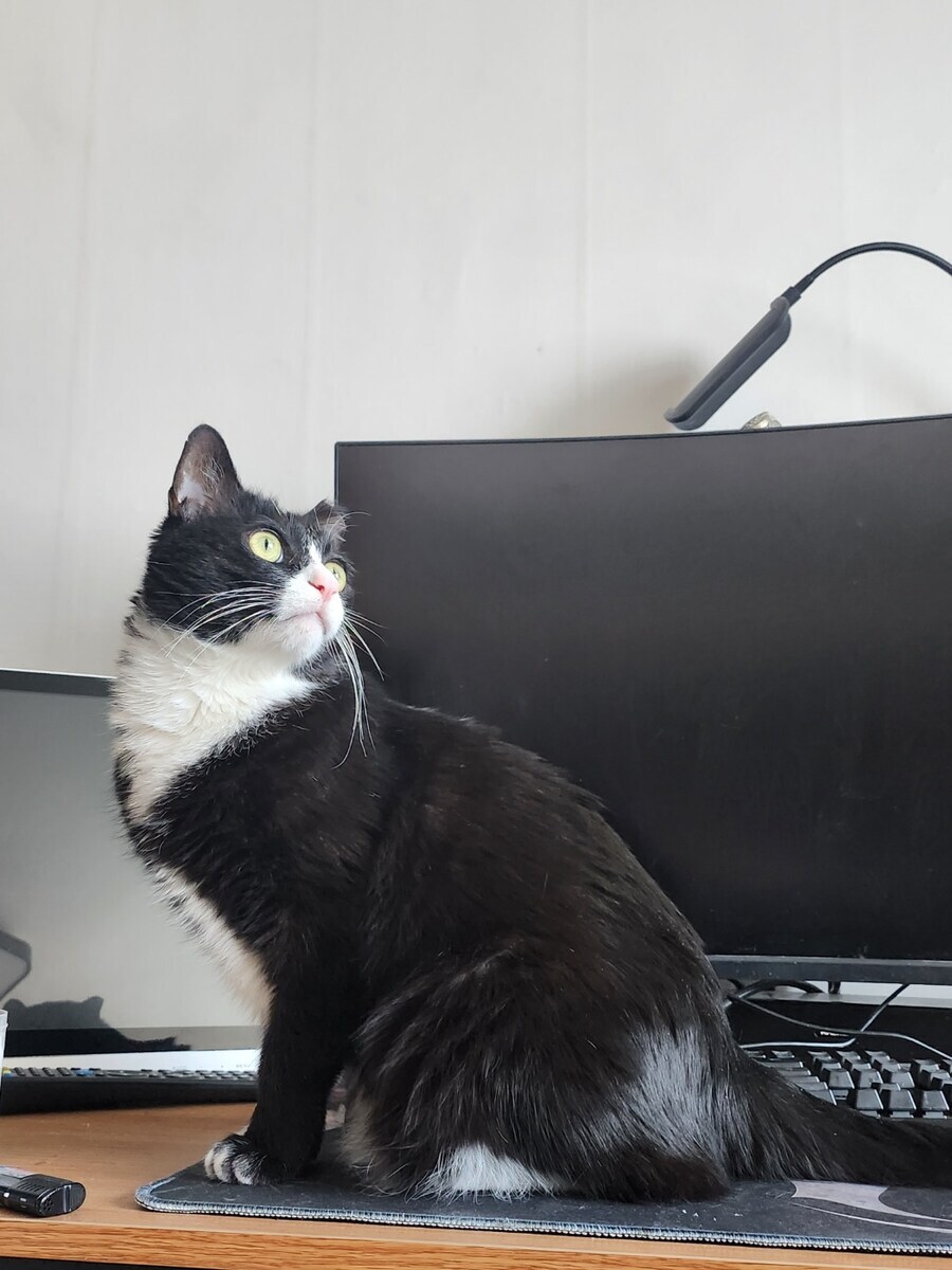 스압)우리집 고양이 보고 자러가_33.jpg