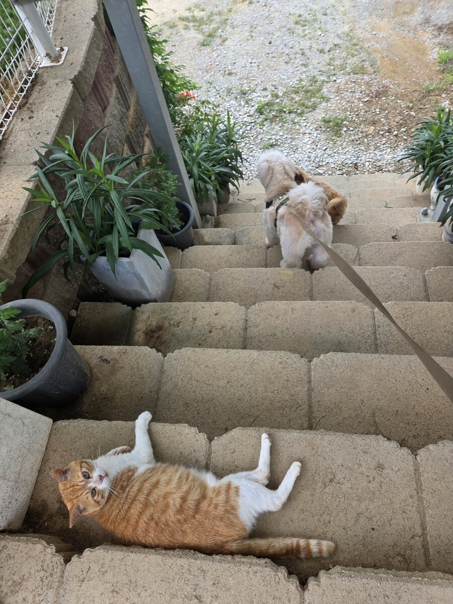 우리집 댕댕이 산책할때 특징이 있음_1.jpg