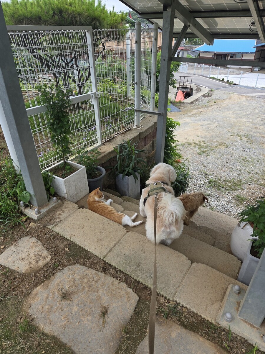 우리집 댕댕이 산책할때 특징이 있음_2.jpg