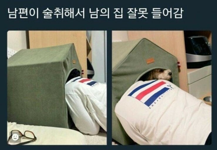 남편이 술먹고 개가 되어 남의 집 잘못 들어감_1.jpg