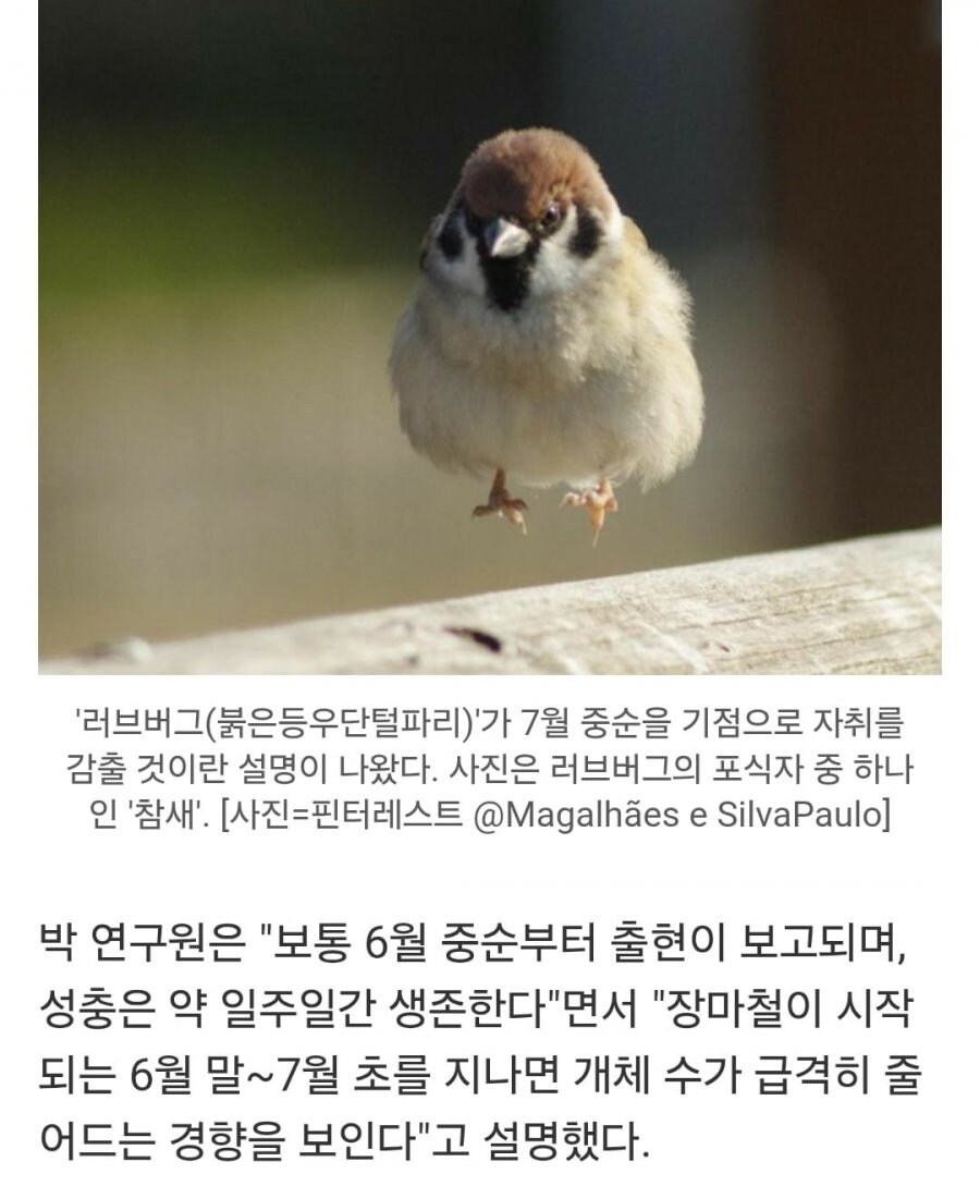 참새가 러브 버그 천적이라는거 개 구라임_2.png