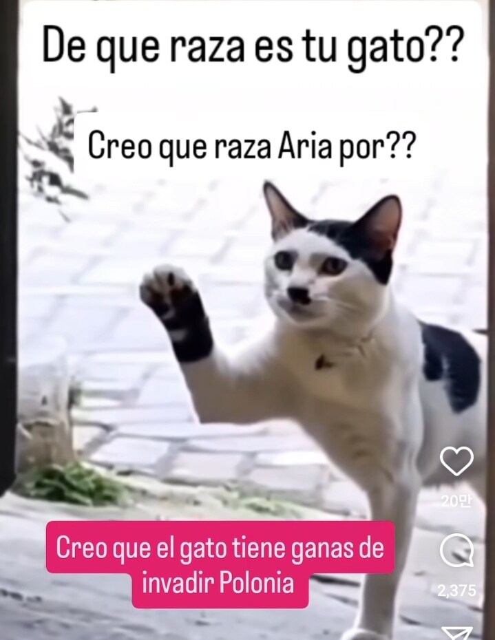 왠지 어디 품종인지 알것같은 고양이_1.jpg