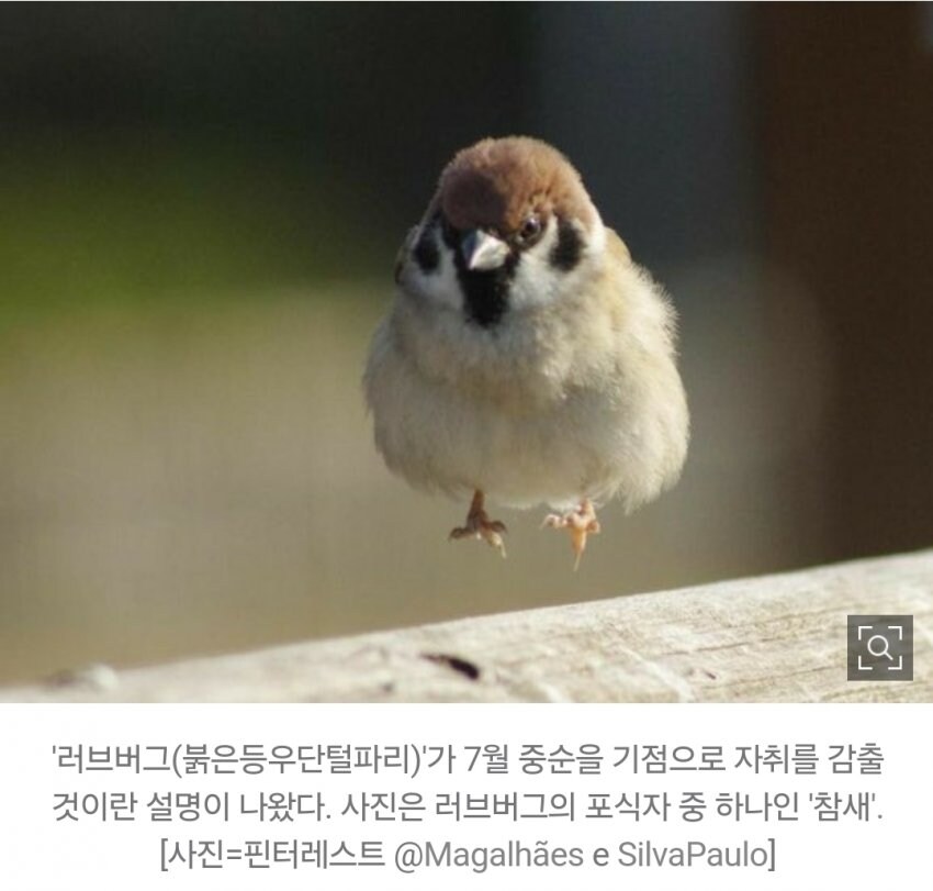 러브버그 7월 중순전에 전부 사라질것으로 전망_1.jpg