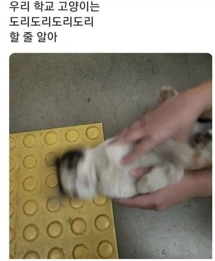 각 대학교별 고양이들 모습.eta_2.jpg