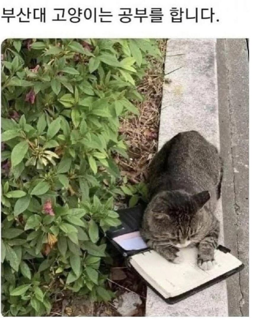 각 대학교별 고양이들 모습.eta_3.jpg