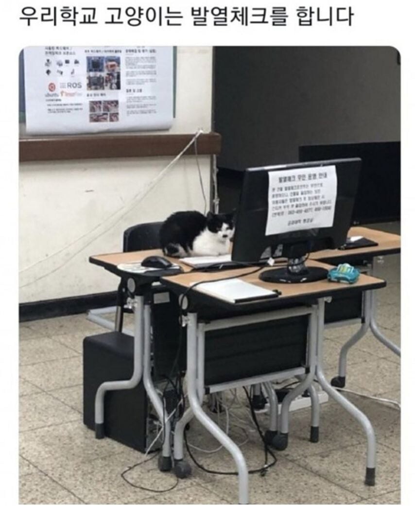 각 대학교별 고양이들 모습.eta_4.jpg