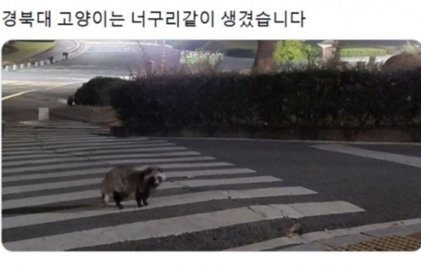각 대학교별 고양이들 모습.eta_7.jpg