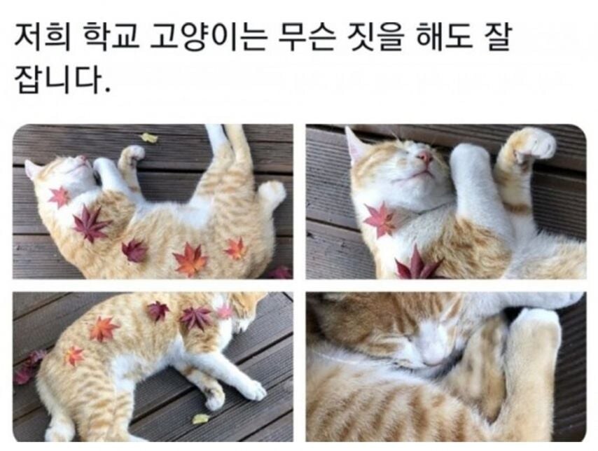 각 대학교별 고양이들 모습.eta_8.jpg