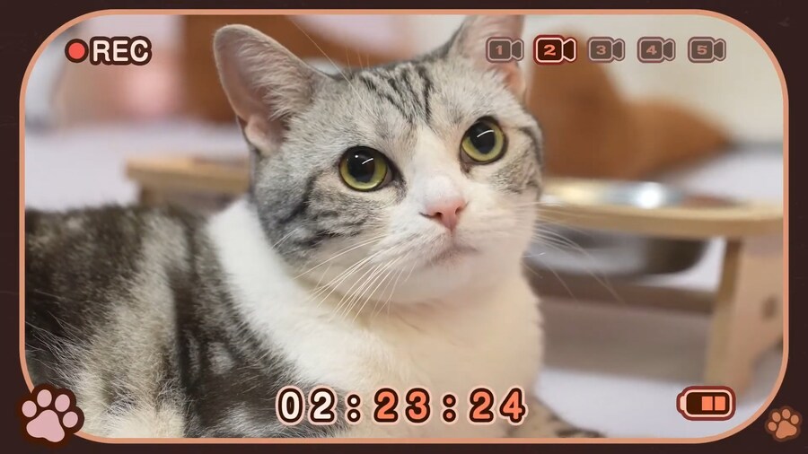 소전2) 이친구구나 진짜 소전팀이 키우는 고양이가_1.jpg