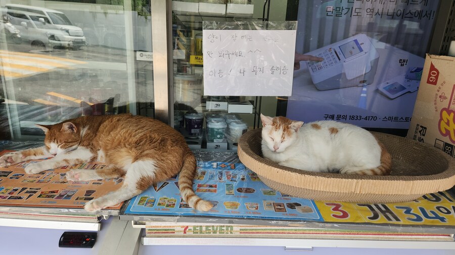동네 편의점 냥이들.._2.jpg