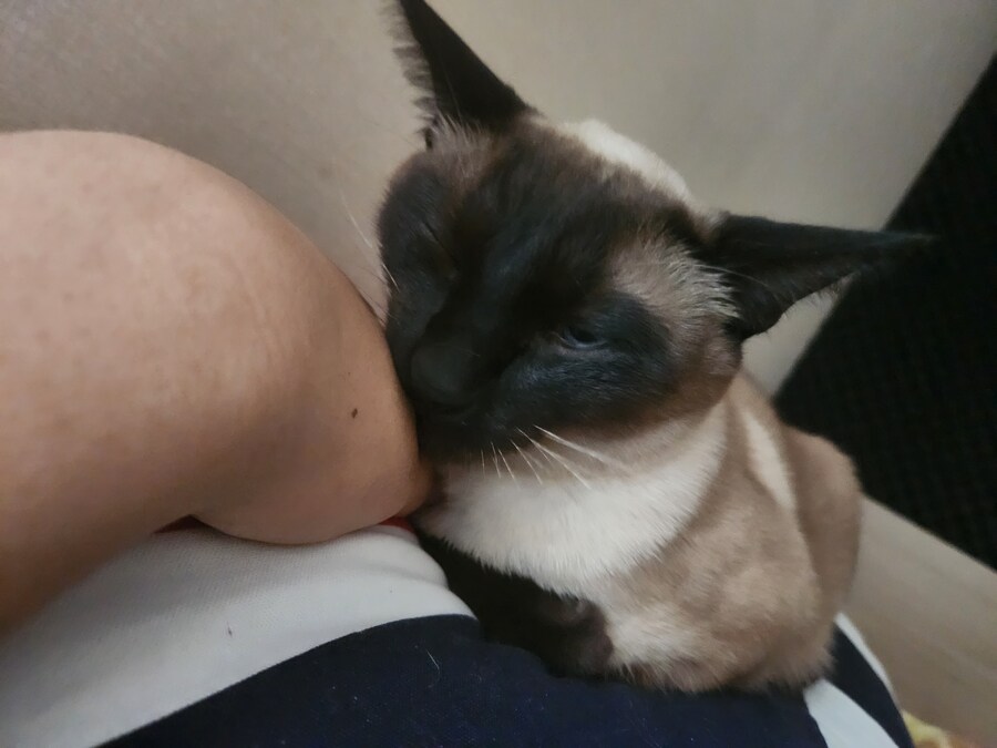 족발?을 매우 좋아하는 우리집 고양이_10.jpg