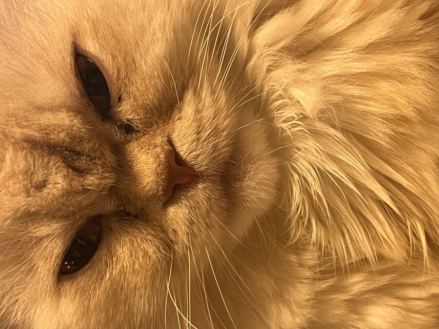 우리집 고양이 근황_1.jpg