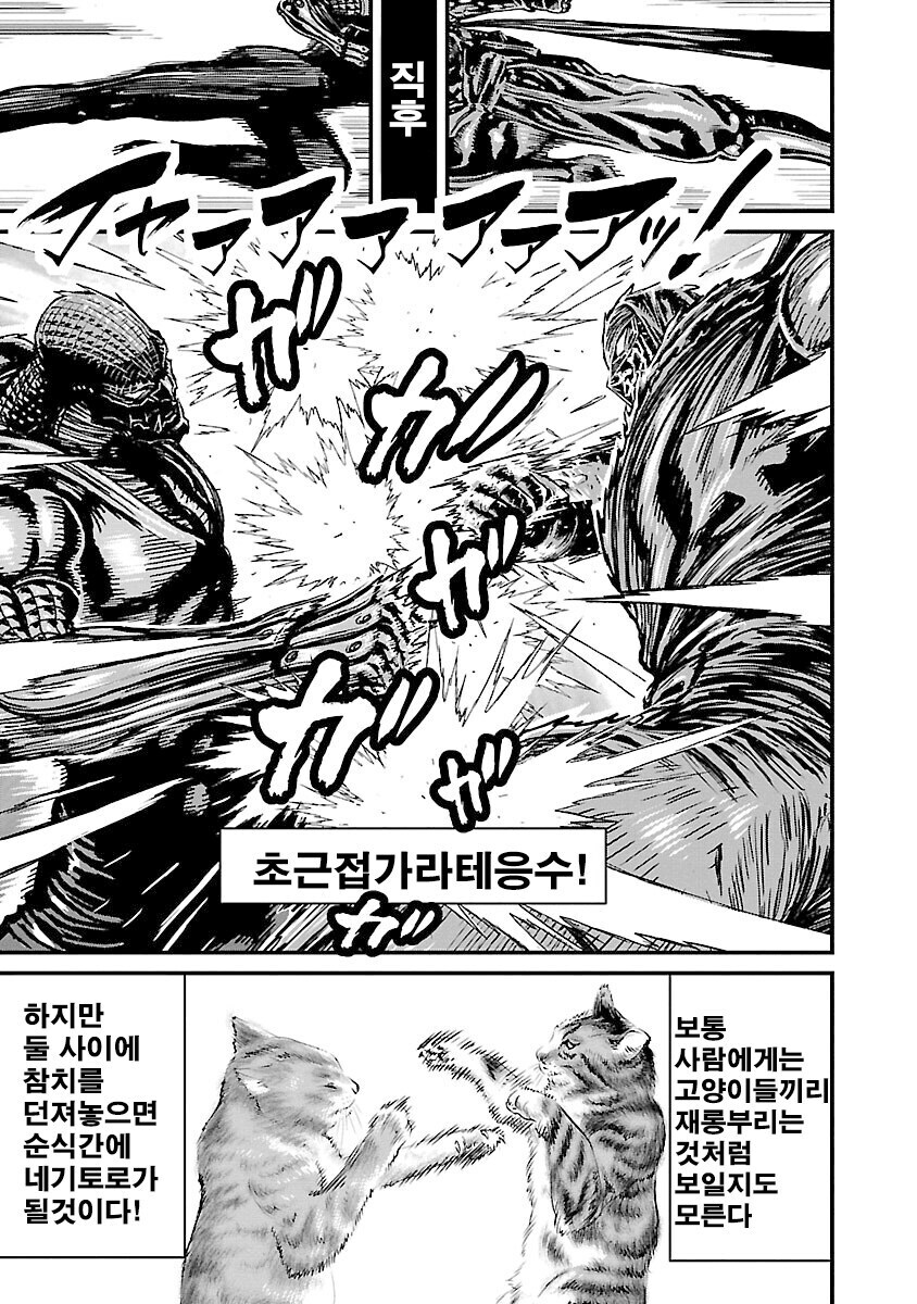 고양이들이(피터지게)싸우는 장면_1.jpg