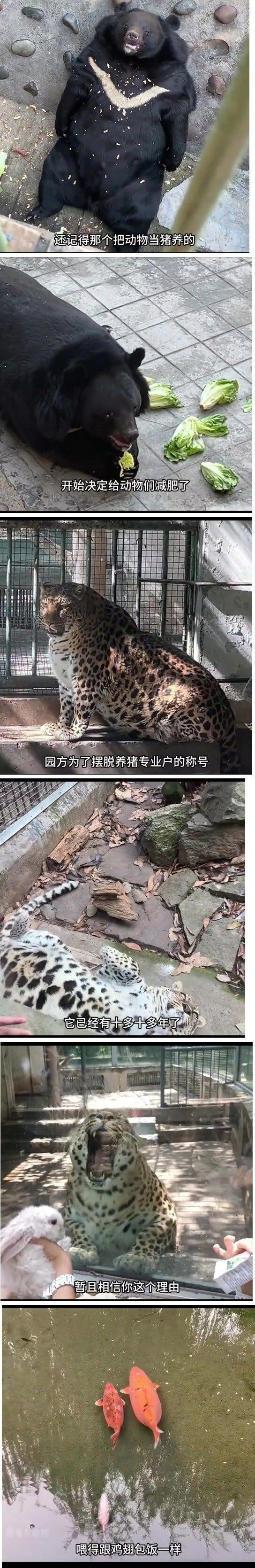 관객들이 먹이를 너무 줘버린 중국 동물원.jpg_1.png