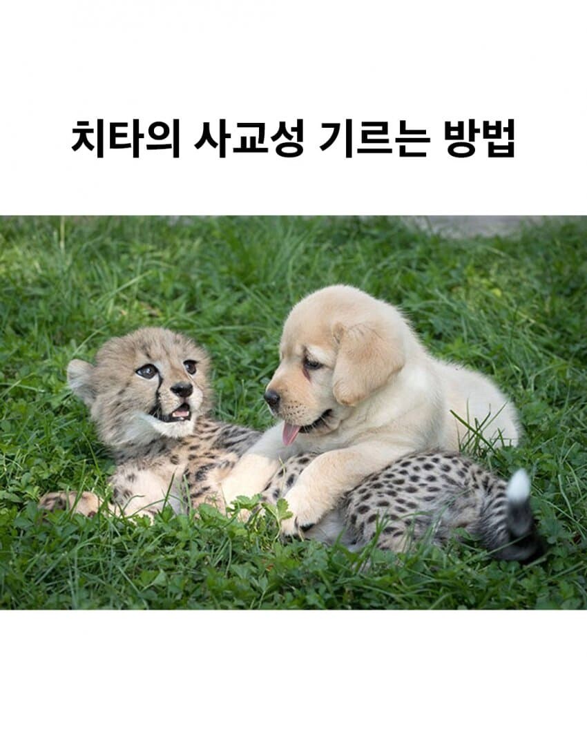 치타의 사교성 기르는 방법.jpg_1.png