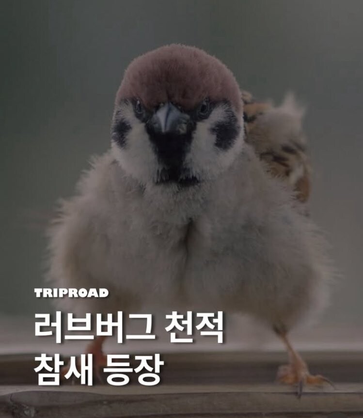 러브버그 문제를 처리하기 위해 등장한 해결사_1.jpg