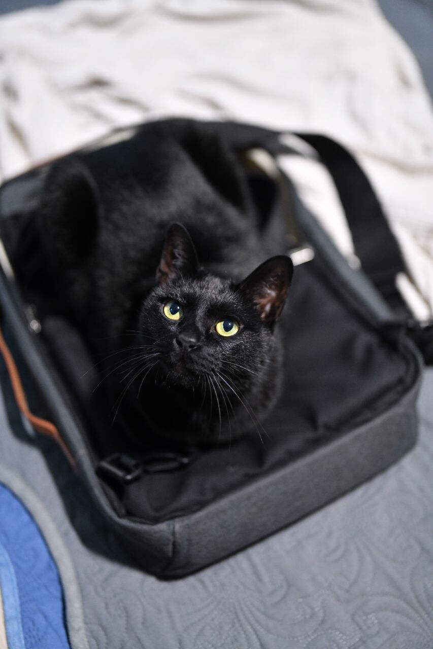 우리집 검은 똥괭이 10_1.jpg