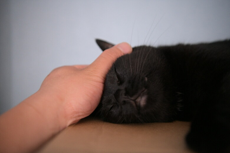 우리집 검은 똥괭이 10_4.jpg