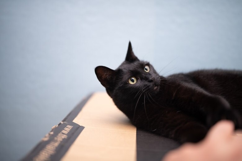 우리집 검은 똥괭이 10_10.jpg