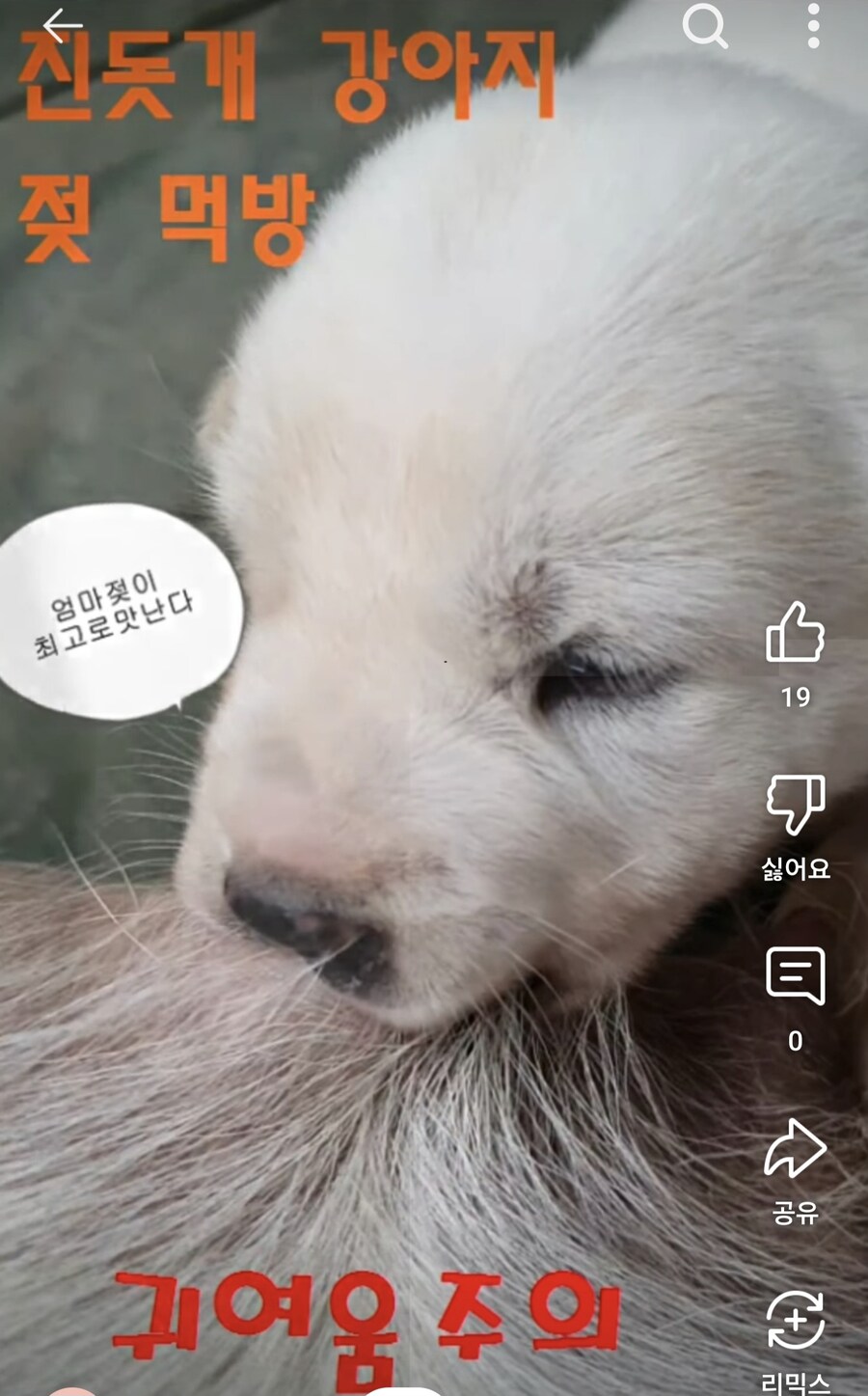 젖먹이 강아지_1.jpg