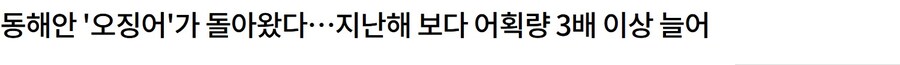 동해안 오징어 어획량 3배 증가_1.jpg