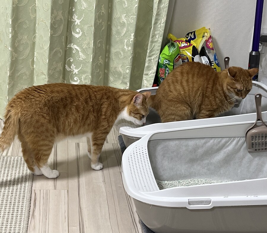 좋은 구경거리를 발견한 고양이.jpg_1.jpg