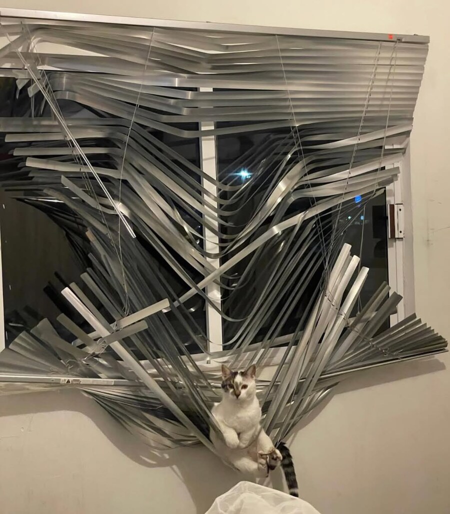 고양이를 키우면 안되는.eu_1.jpg