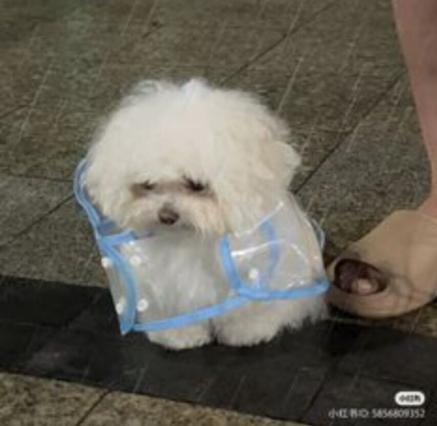 ㅈ토피아 왜 안열려??_1.jpg