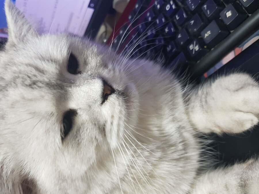 우리집 고양이 특징_2.jpg