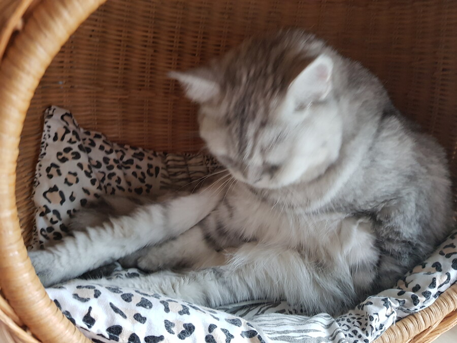 우리집 고양이 특징_3.jpg