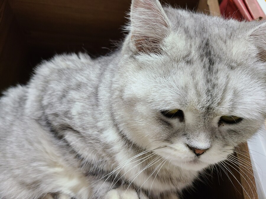 우리집 고양이 특징_6.jpg