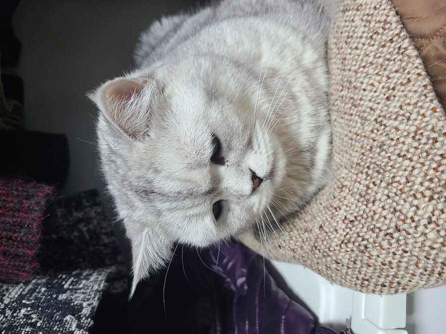 우리집 고양이 특징_8.jpg