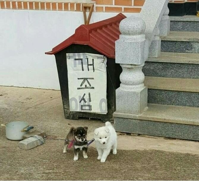 개조심_1.jpg
