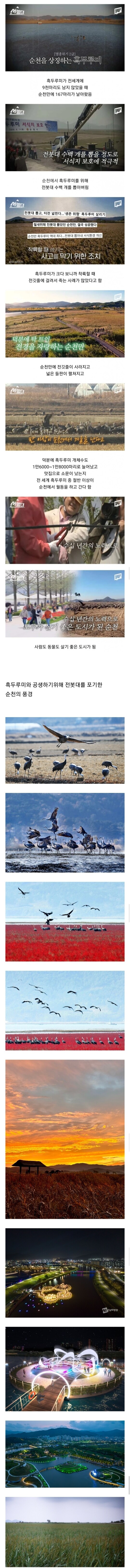 전봇대 수백개를 뽑아버린 이유.jpg_1.jpg