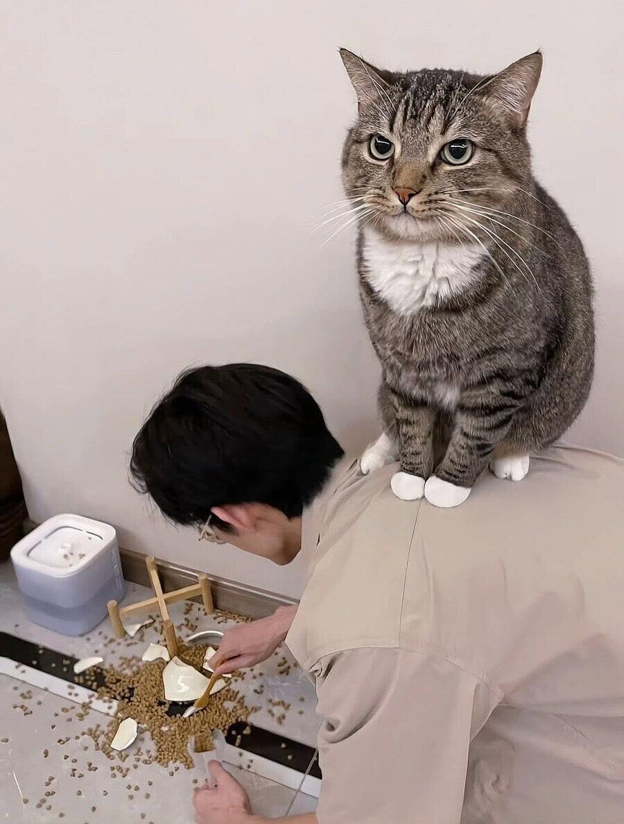"고양이"_1.jpg