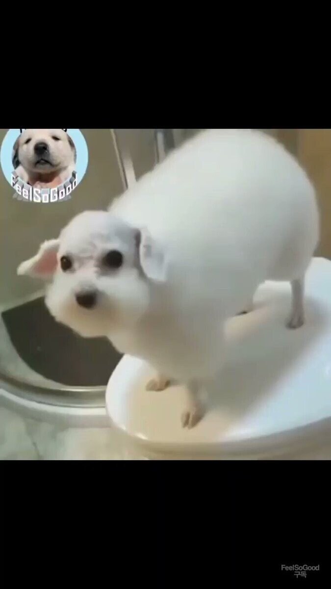 강아지 셀프미용 대참사 모음.jpg_1.jpg