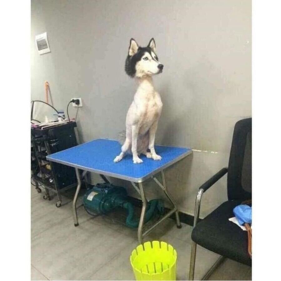 강아지 셀프미용 대참사 모음.jpg_8.jpg