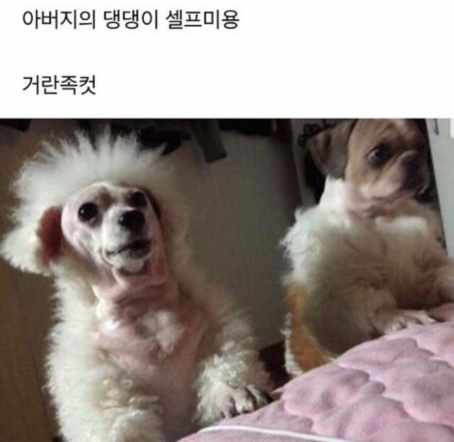 강아지 셀프미용 대참사 모음.jpg_10.jpg