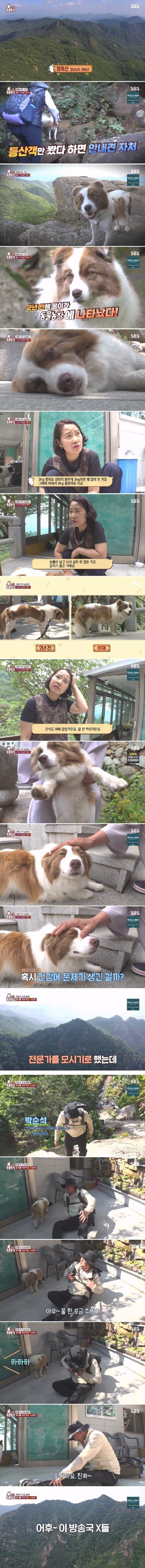 영축산 등산안내견 몽이 근황.jpg_1.jpg