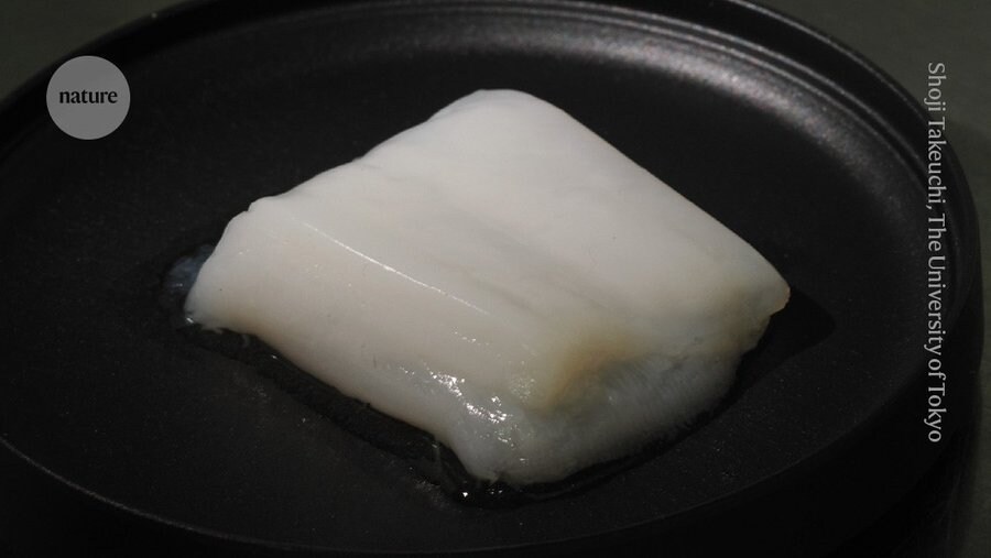 배양육 실제사진_1.jpg