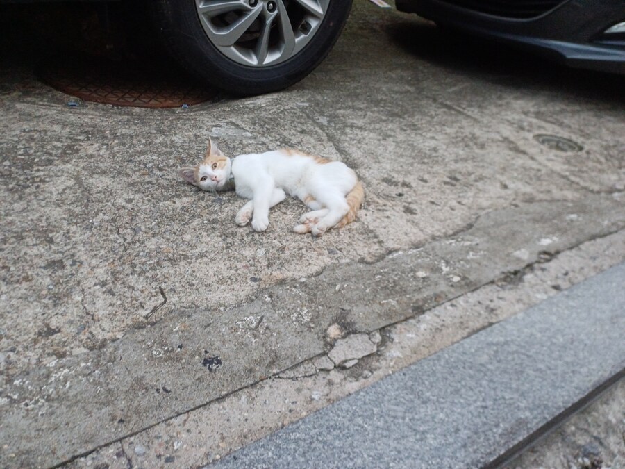 이거 집고양이 맞겠지?_2.jpg