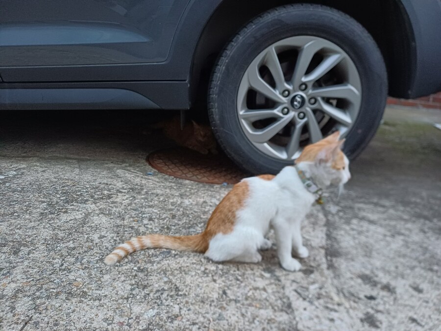 이거 집고양이 맞겠지?_4.jpg
