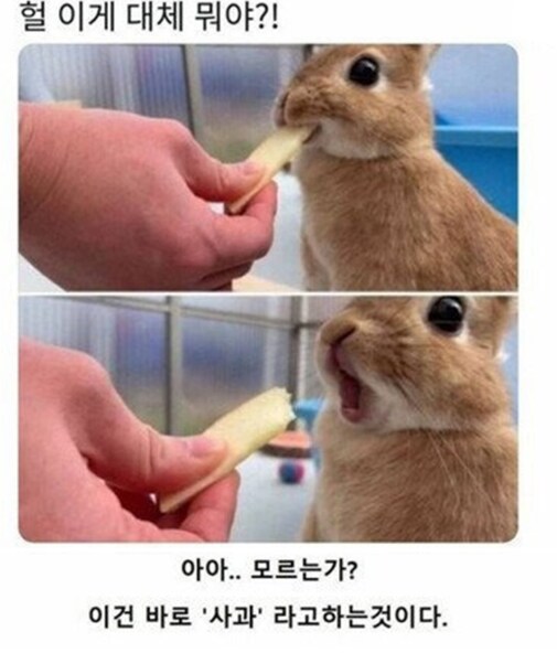 귀여운 짤로 베글 가면 좋은 점_1.png