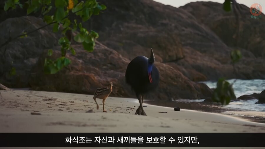 세상에서 가장 위험한 새라고 불리우는 화식조의 반전_5.png