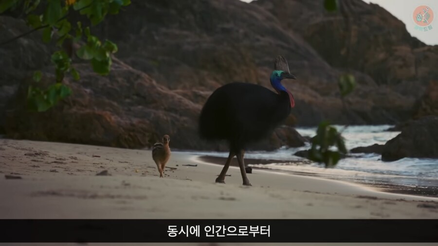 세상에서 가장 위험한 새라고 불리우는 화식조의 반전_6.png