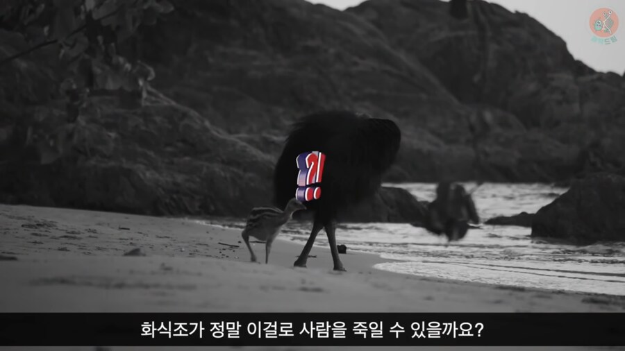 세상에서 가장 위험한 새라고 불리우는 화식조의 반전_9.png