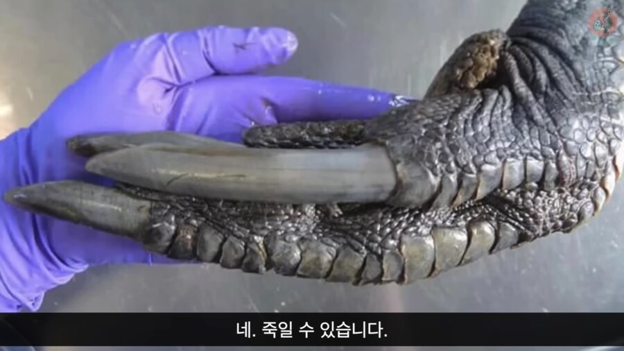 세상에서 가장 위험한 새라고 불리우는 화식조의 반전_10.png
