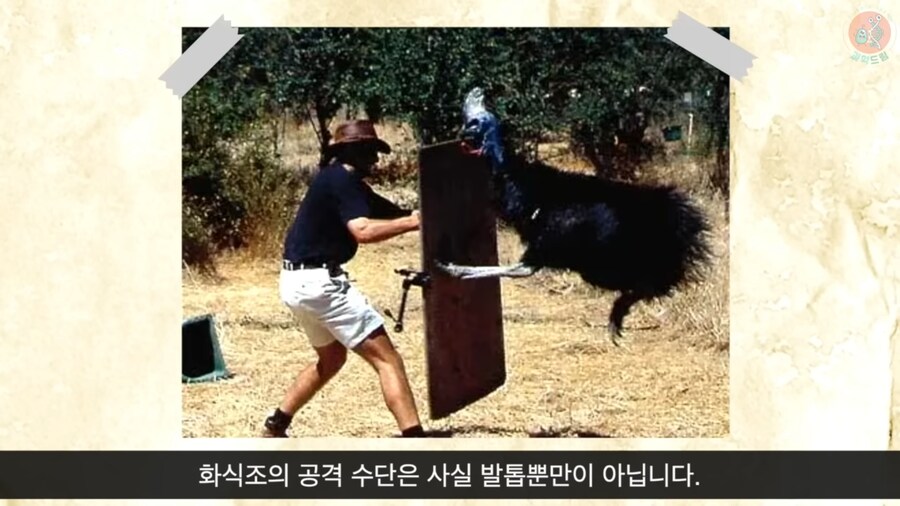 세상에서 가장 위험한 새라고 불리우는 화식조의 반전_11.png