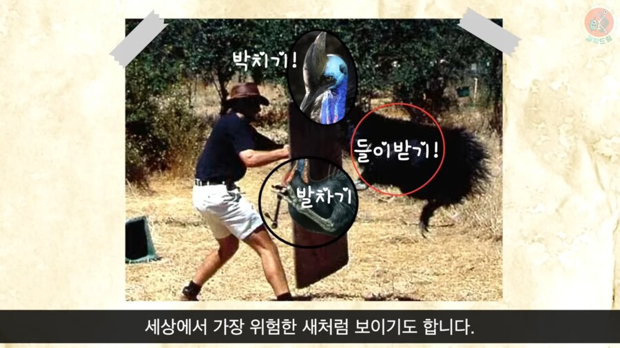 세상에서 가장 위험한 새라고 불리우는 화식조의 반전_15.png