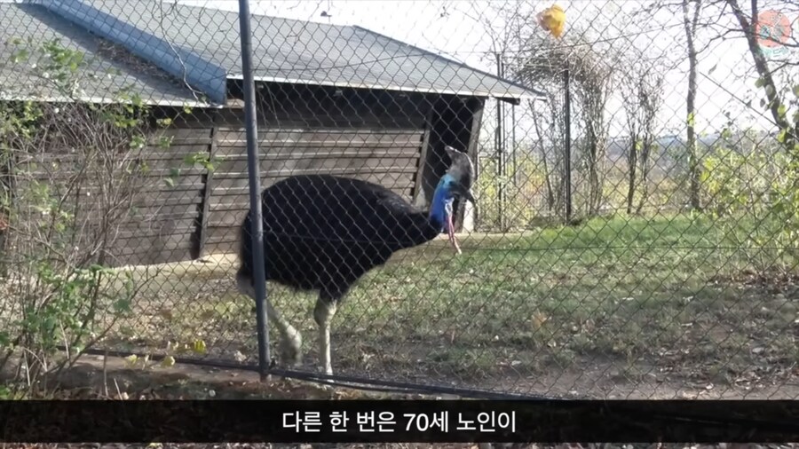 세상에서 가장 위험한 새라고 불리우는 화식조의 반전_22.png